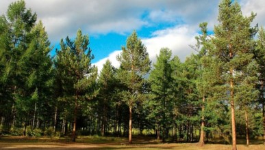 Северный лес теперь будет под ежедневной охраной