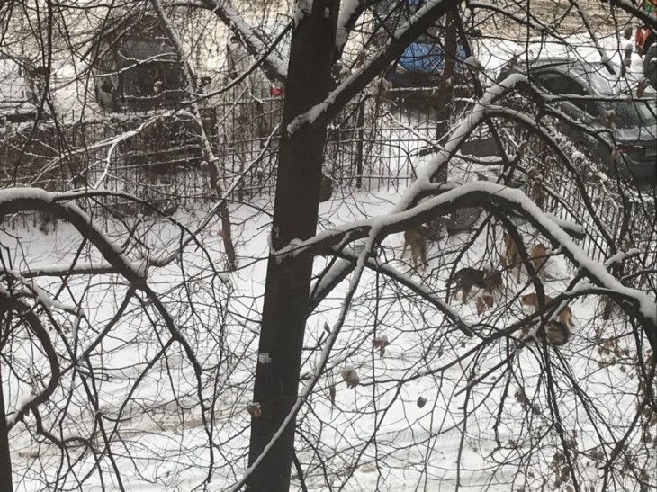 На проспекте Труда свора собак напала на женщину с ребёнком