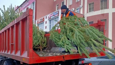 В Северном проходят рейды по несанкционированной торговли ёлками