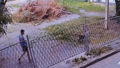 Собака укусила до крови 11-летнюю девочку возле школы в Воронеже в Северном районе