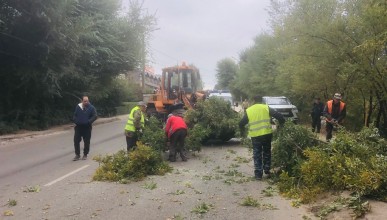 В Северном районе Воронежа ведутся работы по приведению в порядок зеленых насаждений