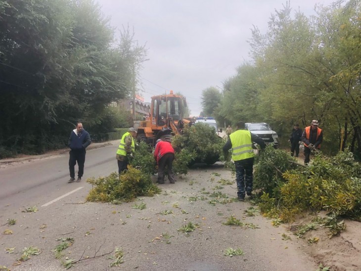 В Северном районе Воронежа ведутся работы по приведению в порядок зеленых насаждений