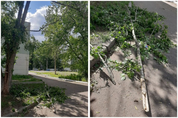 Во дворе воронежской школы сильный ветер едва не обрушил ветку на голову ребёнку