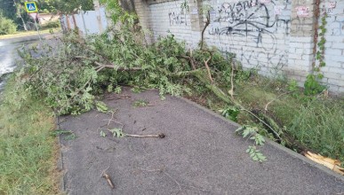 Рухнувшее дерево перегородило дорогу пешеходам в Северном районе