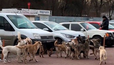 Бездомные собаки бросаются на прохожих на улице Мордасовой