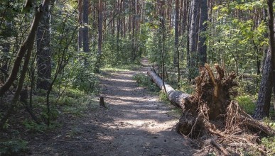 Лес раздора: как выглядит природный парк, распиленный частниками 