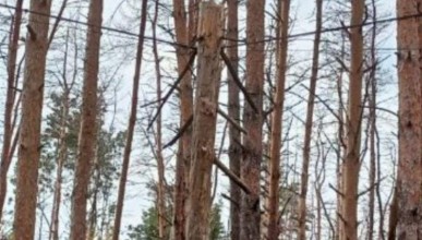Бревно зависло на электропроводах в Северном лесу Воронежа  