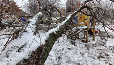 За выходные в Воронеже рухнуло 19 деревьев из-за непогоды