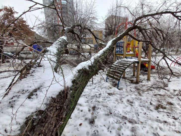 За выходные в Воронеже рухнуло 19 деревьев из-за непогоды