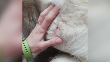 В Воронеже алабай напал на домашнюю собаку