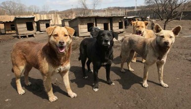 Жительница Воронежа пожаловалась на бездомных собак на детской площадке 