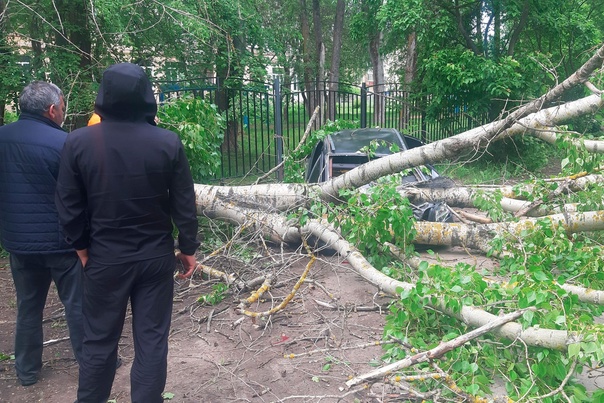 Дерево рухнуло на припаркованную легковушку в Воронеже