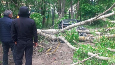 Дерево рухнуло на припаркованную легковушку в Воронеже