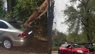 «Природа разозлилась». Деревья рухнули на несколько машин в Воронеже 
