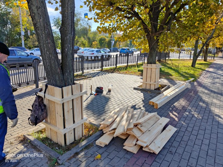 В Коминтерновском районе готовят деревья к зиме