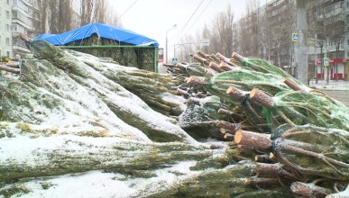 Первый ёлочный базар заметили в Северном микрорайоне Воронежа