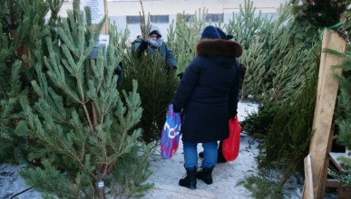 Сколько в Воронеже стоят живые новогодние ёлки в этом году? 