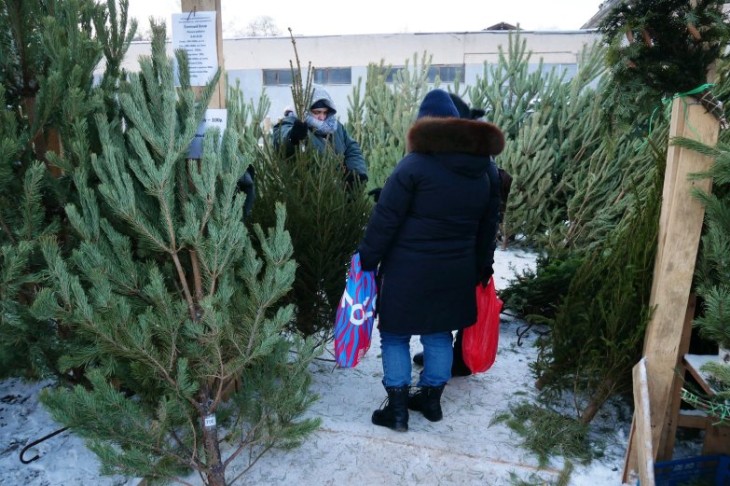Сколько в Воронеже стоят живые новогодние ёлки в этом году? 