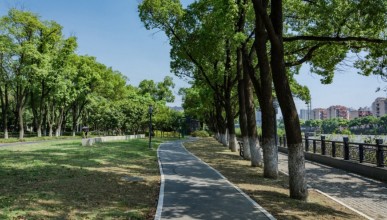 В Воронеже планируют высадить более 100 крупномерных саженцев деревьев