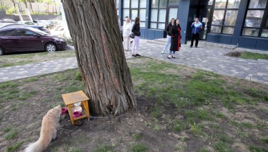 В подъезде воронежской многоэтажки развернулось сражение за судьбу двух дворовых кошек