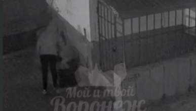 Приключения туй счастливо завершились в Воронеже 