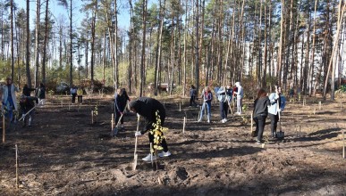 300 березовых саженцев высадили в Северном лесу Воронеж Северный район 