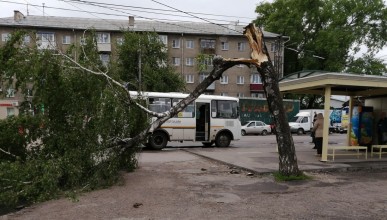 На Проспекте Труда рядом с остановкой от ветра упало дерево. Воронеж Северный район.