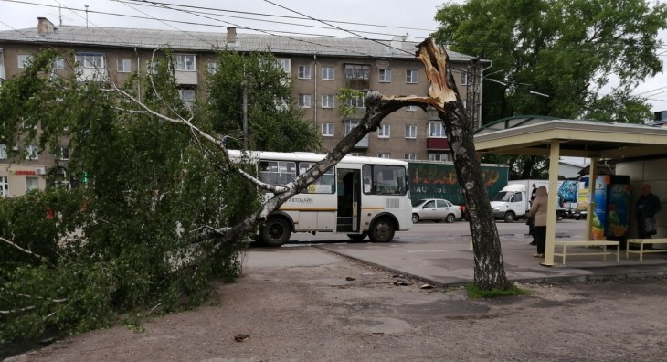 На Проспекте Труда рядом с остановкой от ветра упало дерево. Воронеж Северный район.