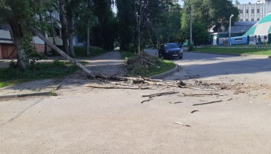 На Лизюкова на выходных упало дерево и никто его не убирает. Воронеж Северный район