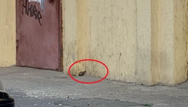 На Московском проспекте нашли гранату. Воронеж Северный район