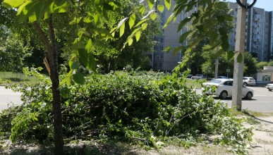 В Северном районе днем незаконно рубили деревья. Воронеж Северный район