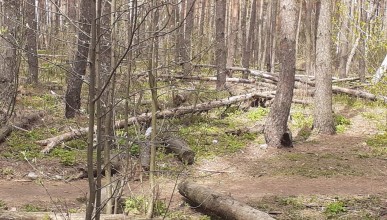 Губернатор распорядился начать благоустройство Северного леса. Воронеж Северный район