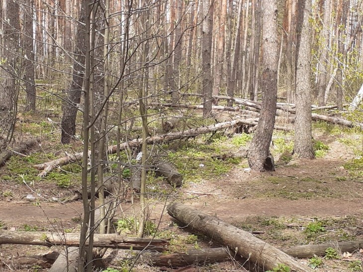 Губернатор распорядился начать благоустройство Северного леса. Воронеж Северный район