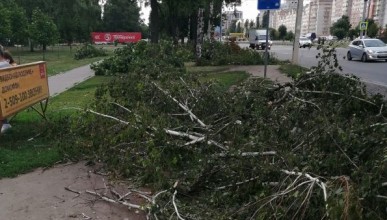 Около памятника Славы обрезают деревья. Воронеж Северный район