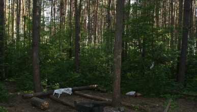 В Северном лесу вырубят почти 5 тысяч деревьев. Воронеж Северный район