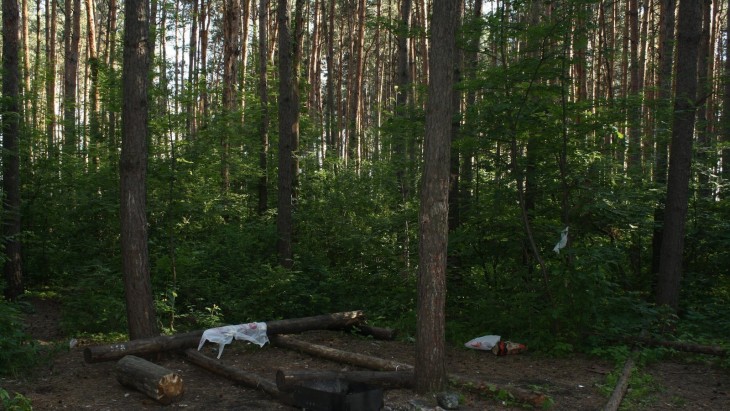 В Северном лесу вырубят почти 5 тысяч деревьев. Воронеж Северный район