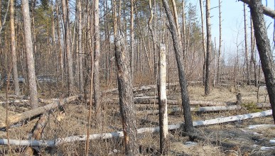 В Северном лесу снова сверлят деревья. Воронеж Северный район