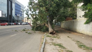На проспекте Труда дерево упало на автомобиль. Воронеж Северный район