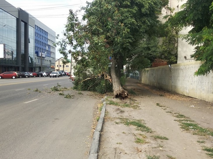 На проспекте Труда дерево упало на автомобиль. Воронеж Северный район