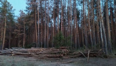 В Северном лесу возле улицы Миронова начали рубить деревья. Воронеж Северный район