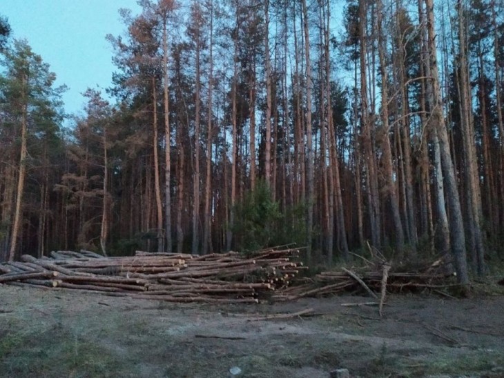 В Северном лесу возле улицы Миронова начали рубить деревья. Воронеж Северный район