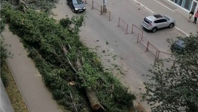 На Политехническом переулке жители возмущены вырубкой деревьев. Воронеж Северный район