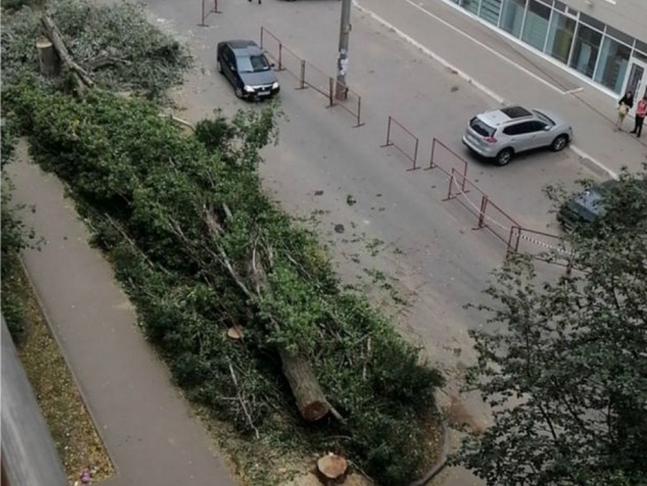 На Политехническом переулке жители возмущены вырубкой деревьев. Воронеж Северный район