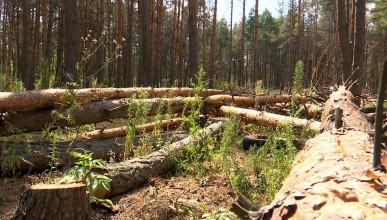 Контракт на вырубку деревьев в Северном лесу расторгнут. Воронеж Северный район