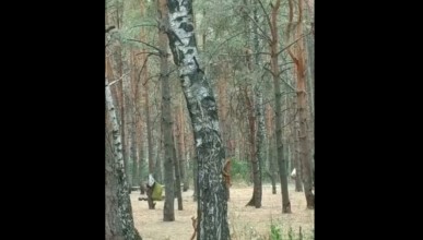 В Северном лесу на видео попали танцующие белки. Воронеж Северный район