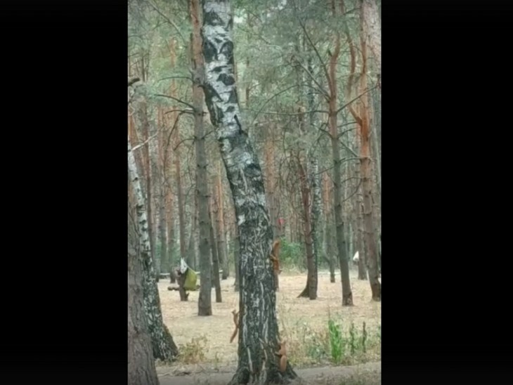 В Северном лесу на видео попали танцующие белки. Воронеж Северный район