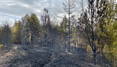 Последствия пожаров в Коминтерновском районе. Воронеж Северный район