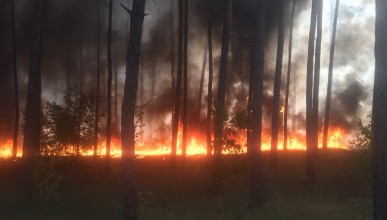 Очередной пожар в Северном лесу. Сгорело 2 гектара. Воронеж Северный район