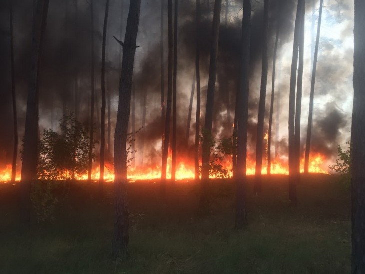 Очередной пожар в Северном лесу. Сгорело 2 гектара. Воронеж Северный район