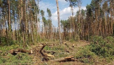 Власти допускают начало строительства в Северном лесу. Воронеж Северный район